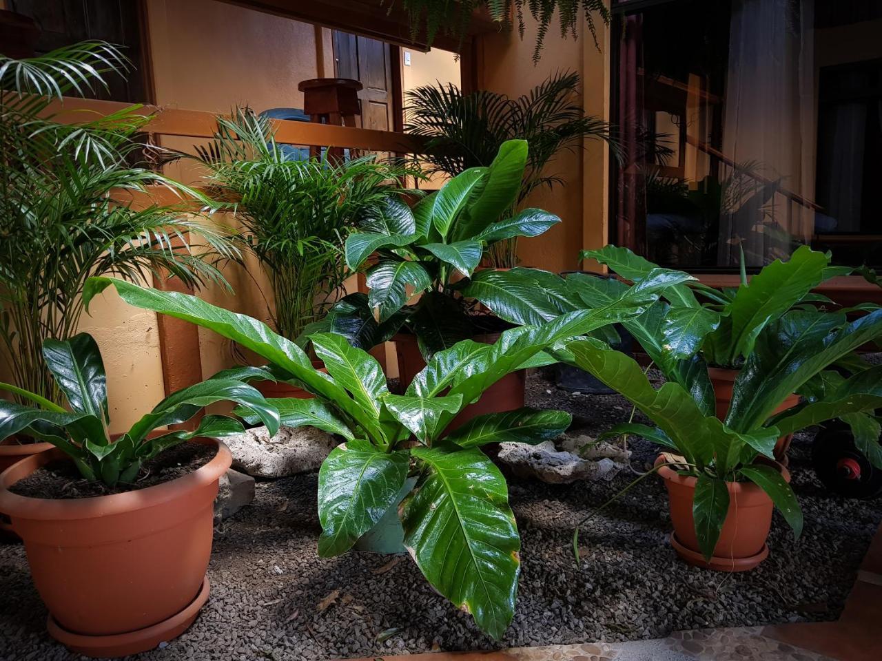 Greemount Hotel Monteverde Εξωτερικό φωτογραφία